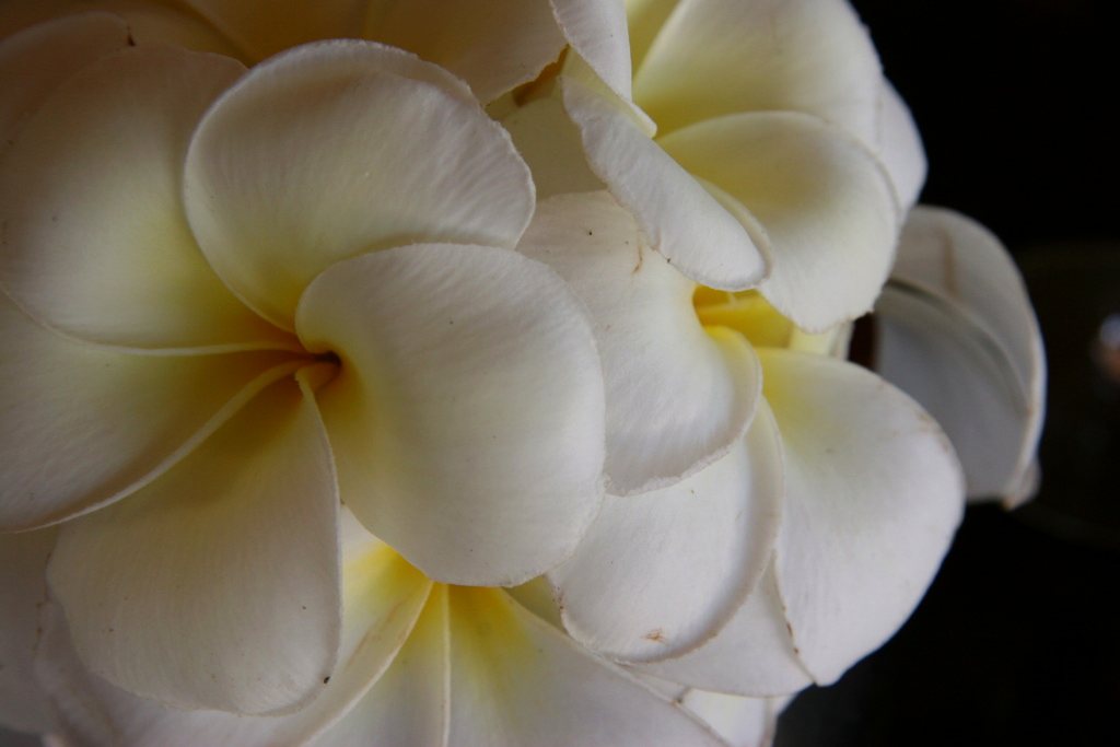 Cream frangipani blooms — tropical texture in a luxury travel mood board