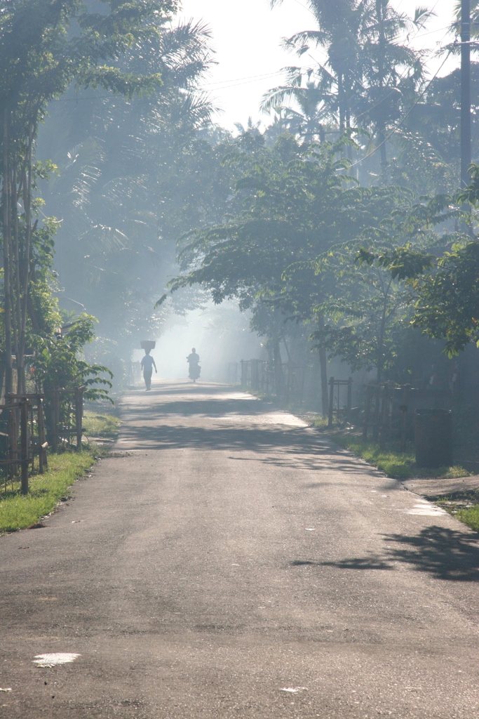 Misty palm-lined road at dawn in Asia — luxury Asia holidays for Australian travellers